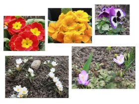 Frühling.jpg