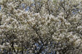 IMG_7887.JPG
